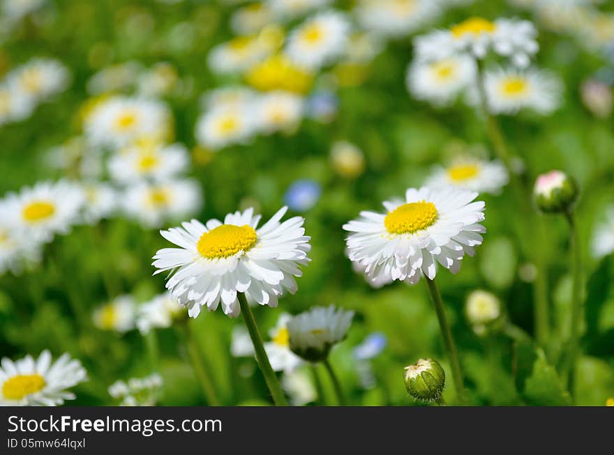 Beauttiful daisies in the light of the sun