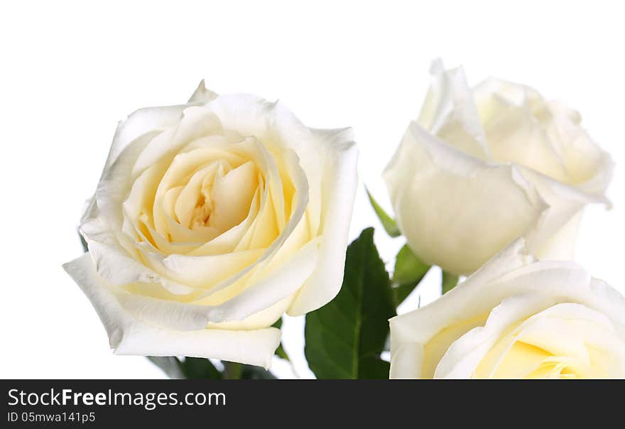 Roses on a white background