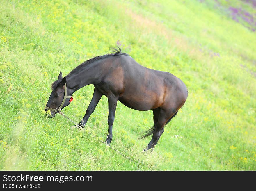 A horse in a meadow on a background of green grass.