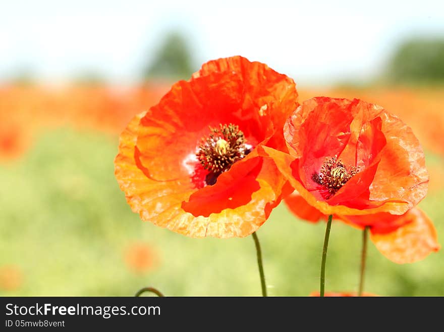 Two red wild poppies.