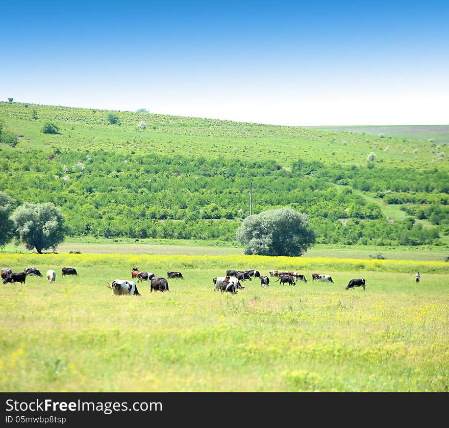 Cows in the meadow. A background of the garden, abandoned fields and blue sky.