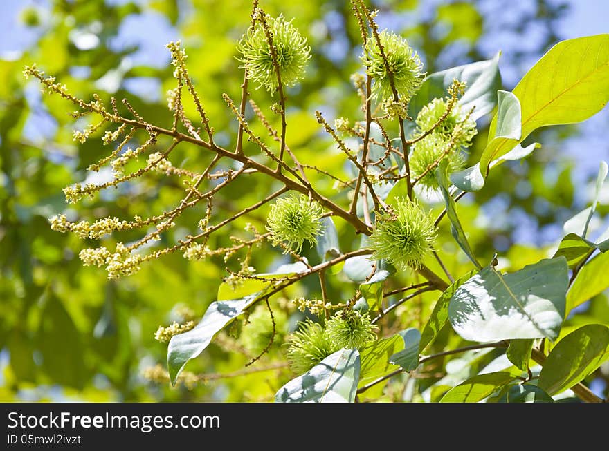 Immature rambutan