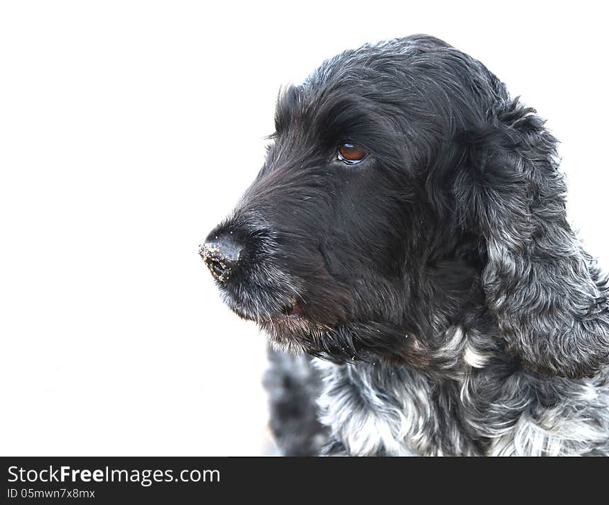 A blue roan English Cocker Spaniel on a white background with sand on her nose. A blue roan English Cocker Spaniel on a white background with sand on her nose