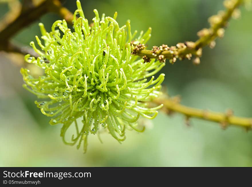 Close-up of immature rambutan