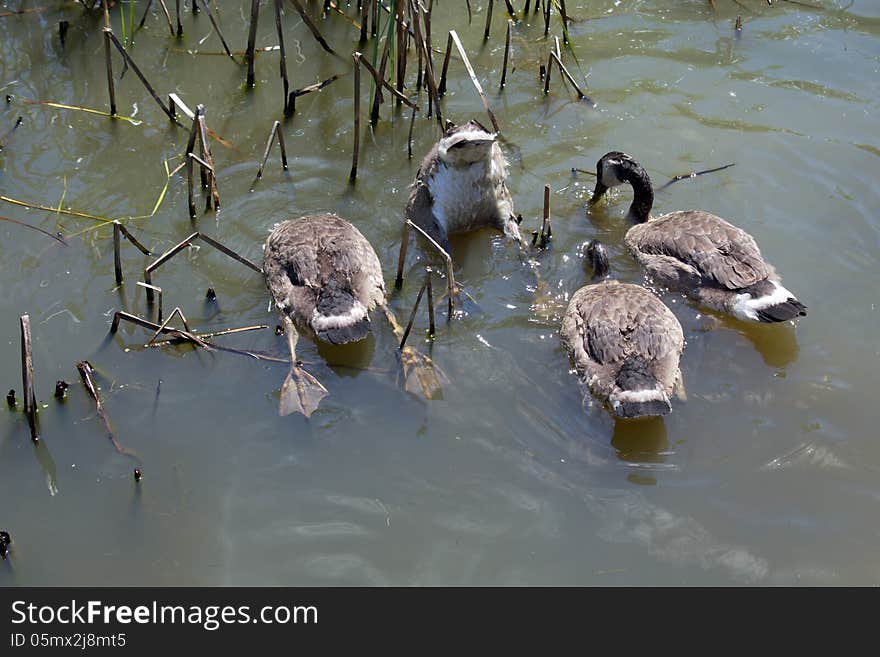 Swimming And Diving Geese