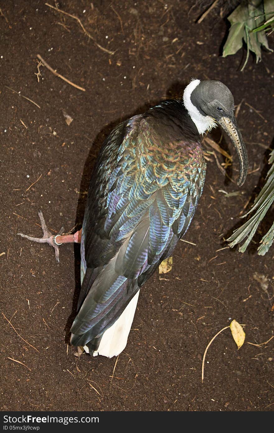 The straw necked ibis is found across mainland Australia. The straw necked ibis is found across mainland Australia