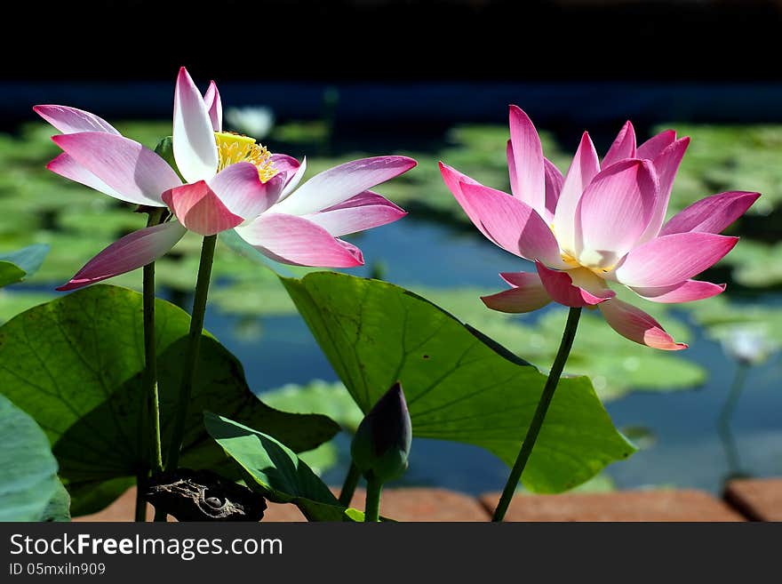 The beautiful Blooming lotus flower