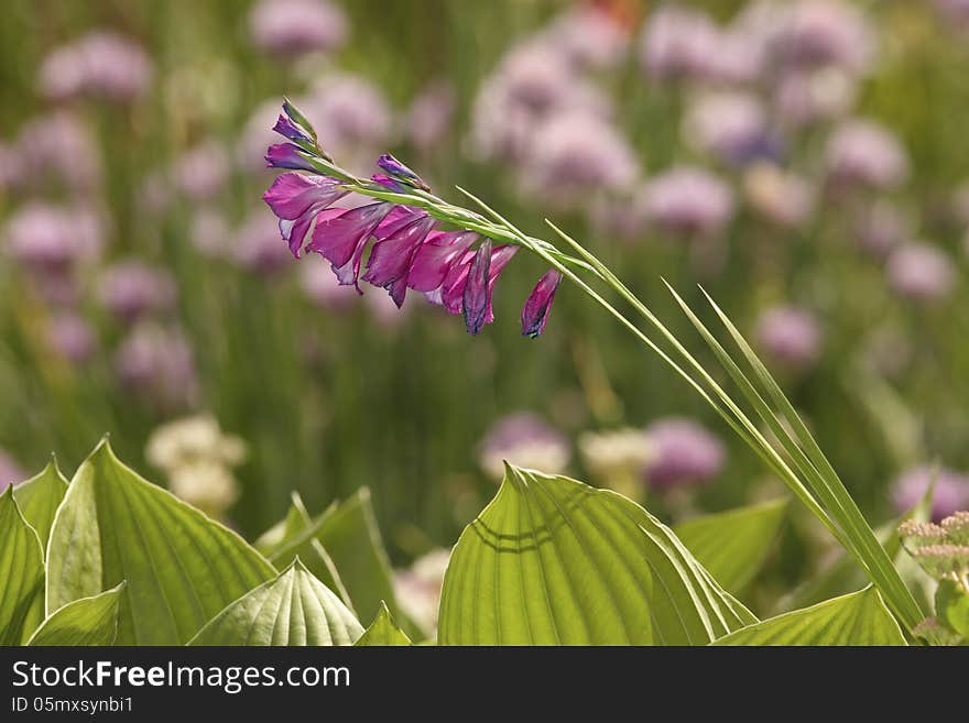 Wild gladiolus flower on meadow