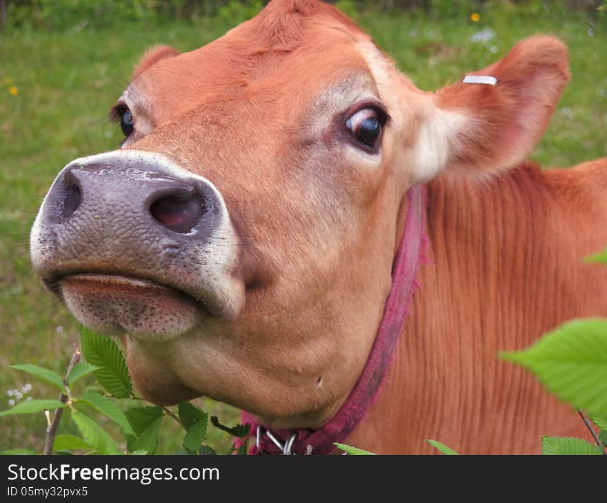 Closeup image of a cow outstanding in her field on a sunny afternoon. Closeup image of a cow outstanding in her field on a sunny afternoon.