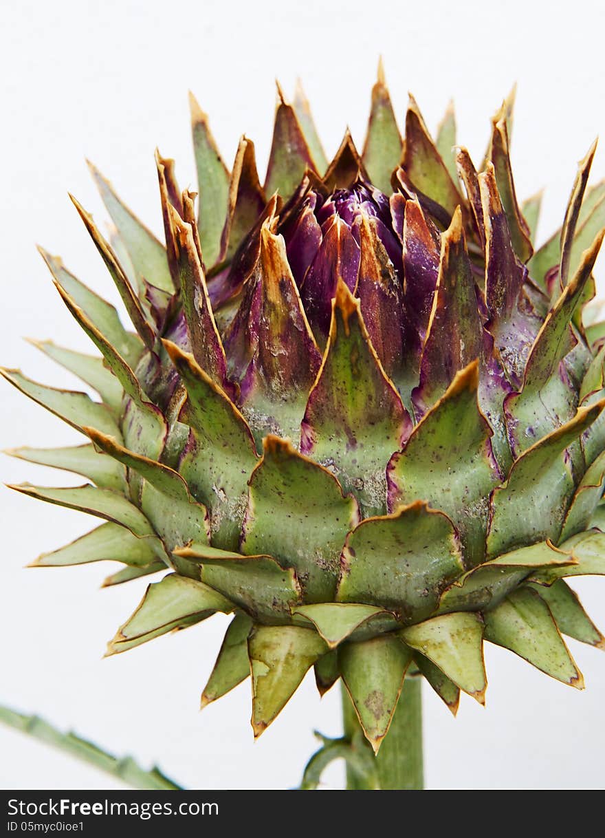 Unblown Artichoke Bud