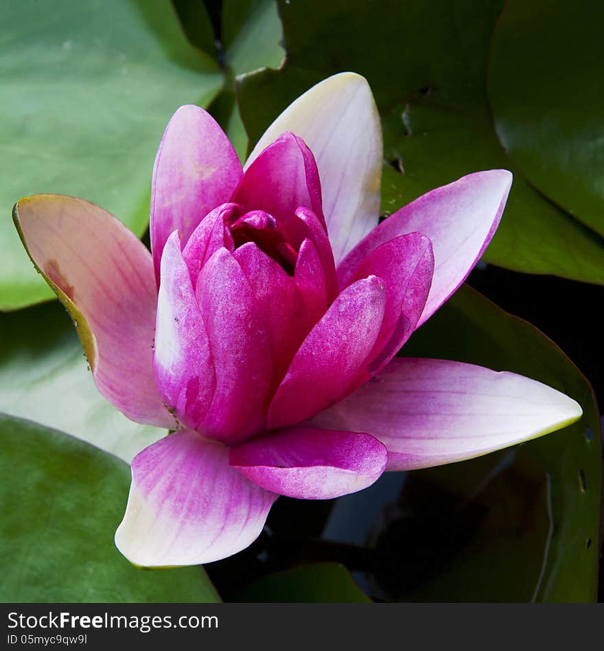 Water lily on the water's surface. Water lily on the water's surface
