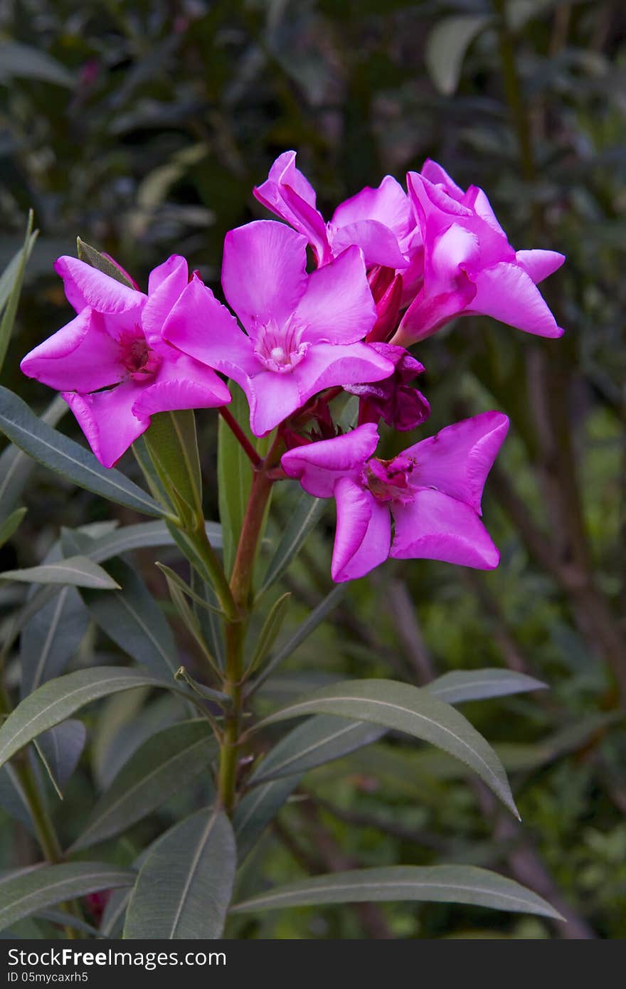 Beautiful pink flowers blooming oleander close-up