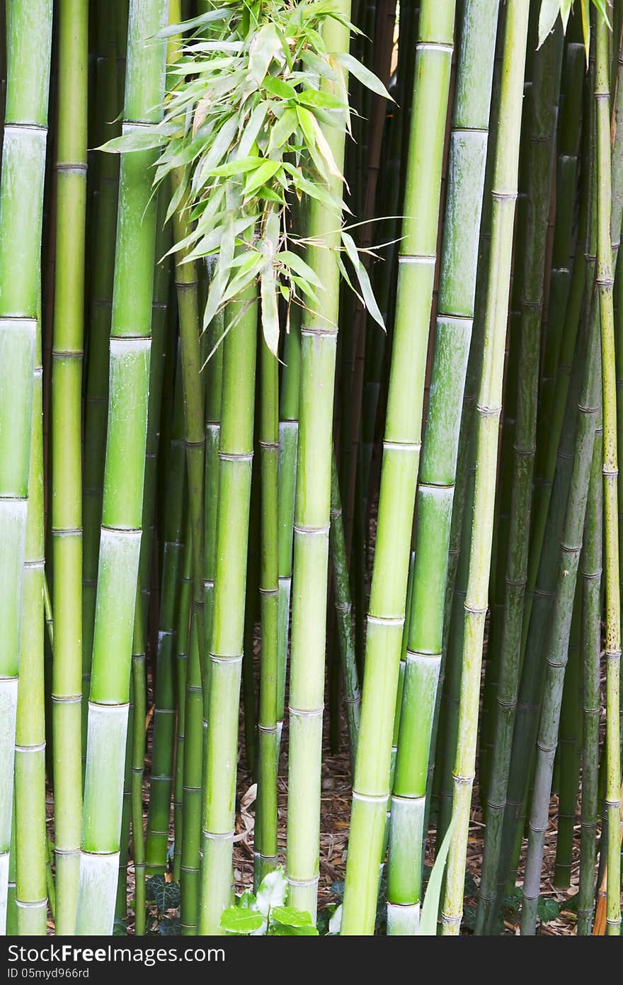 Vibrant background of old bamboo tree wood. Vibrant background of old bamboo tree wood