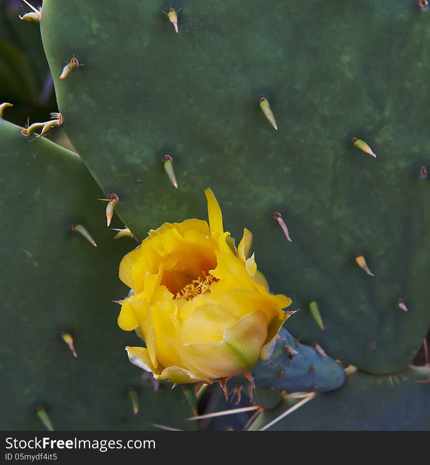 Beautiful yellow flowers of blooming cactus close-up