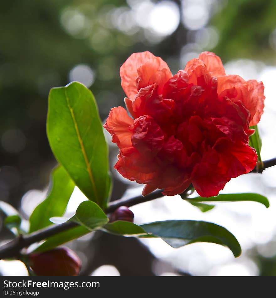 Beautiful red flowers blooming pomegranate