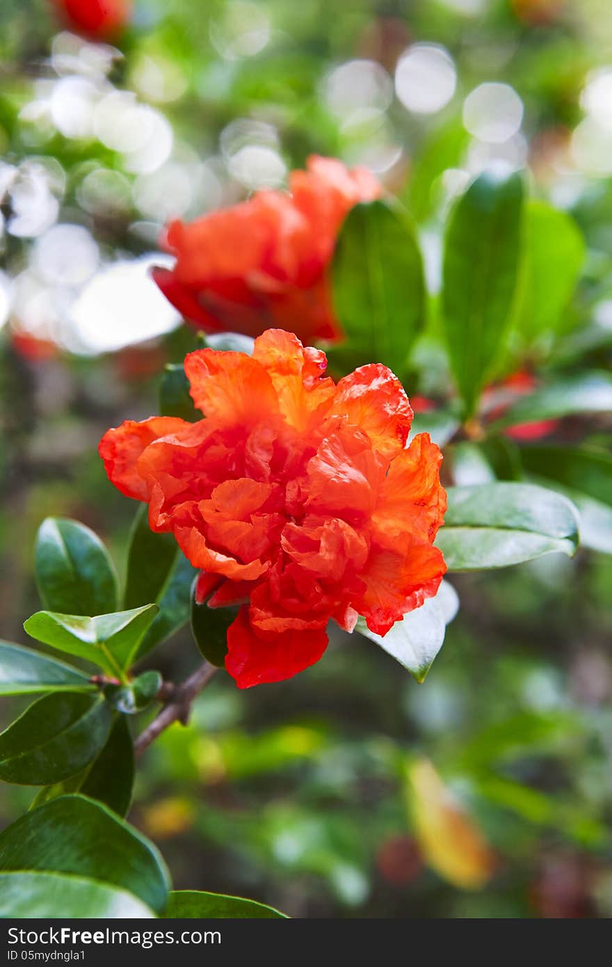 Beautiful Red Flowers Blooming Pomegranate