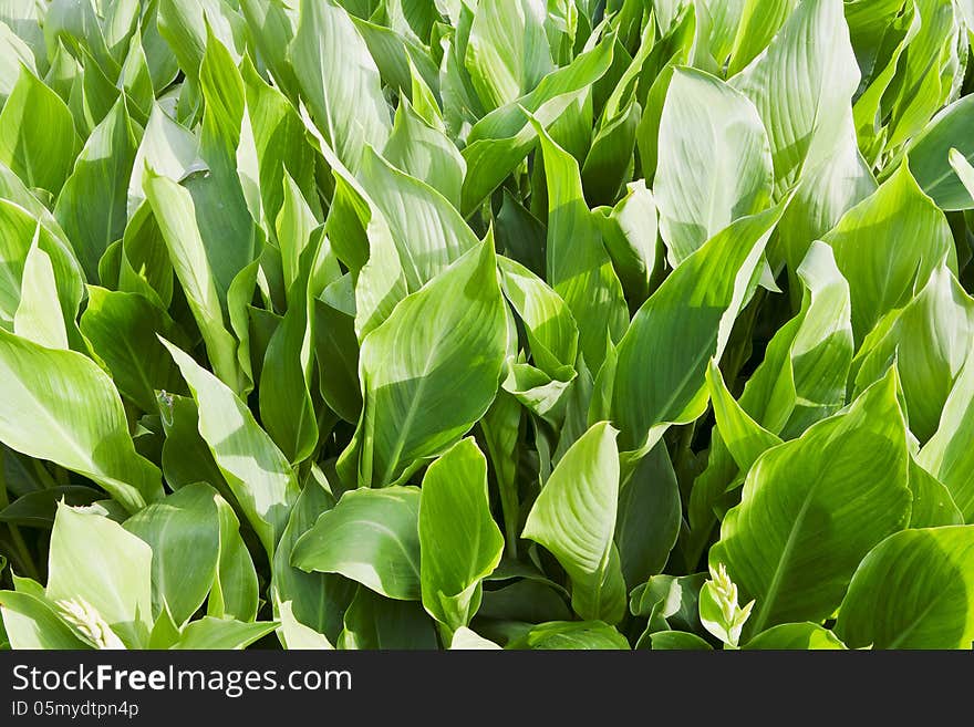 Fresh green grass background with bright sun light