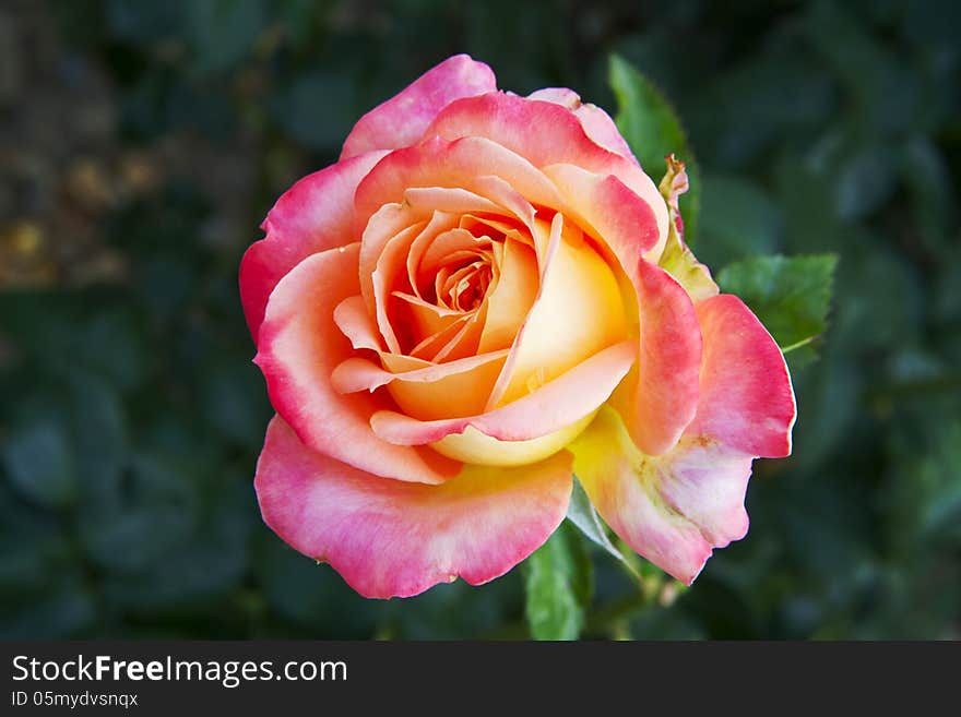 Beautiful pink flower blooming rose