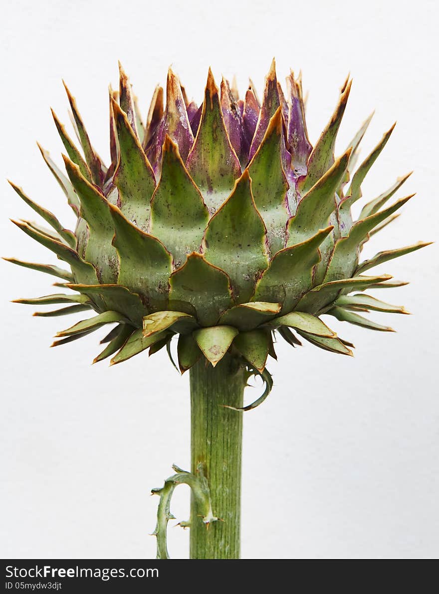 Unblown artichoke bud