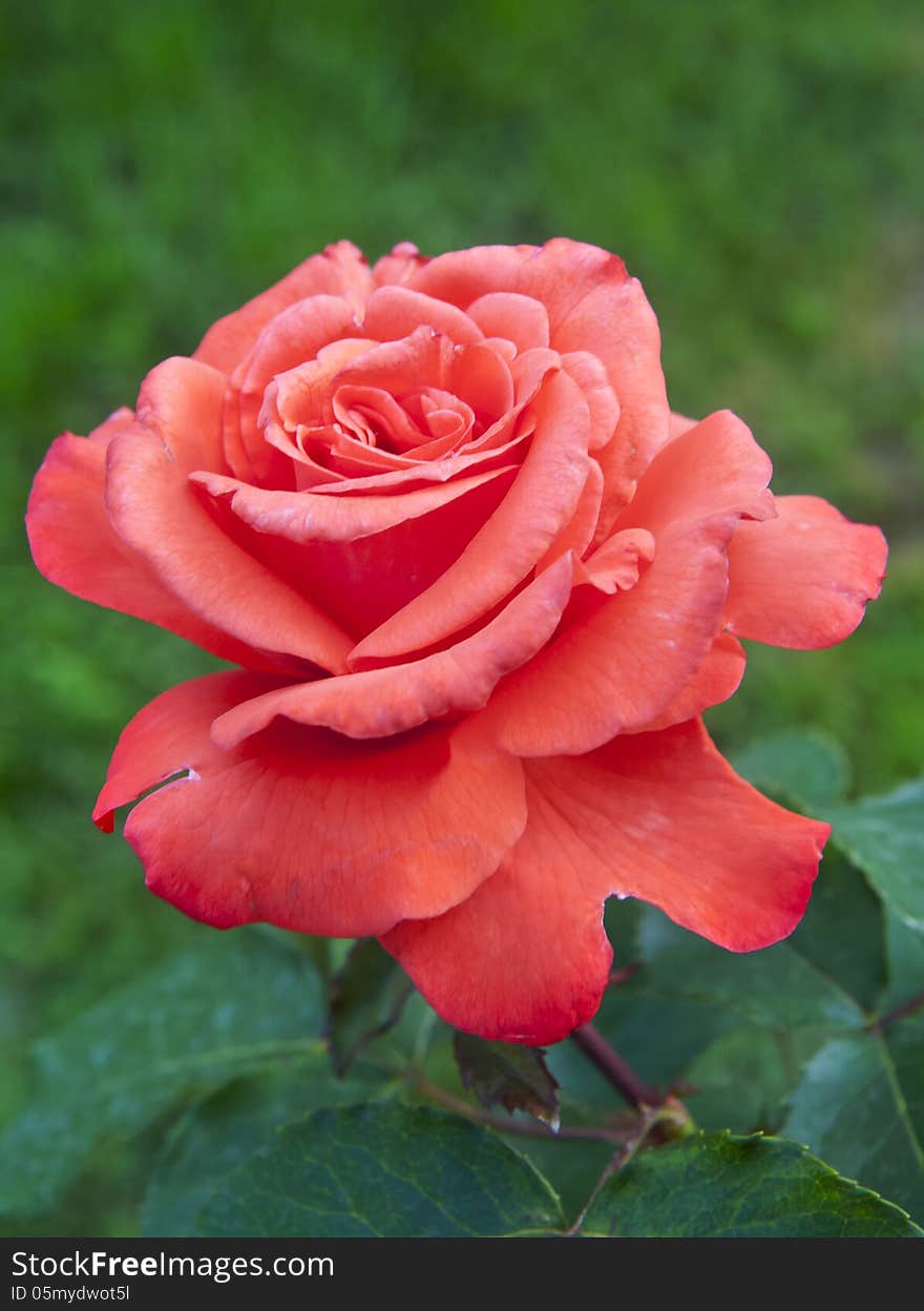 Beautiful pink flower blooming rose