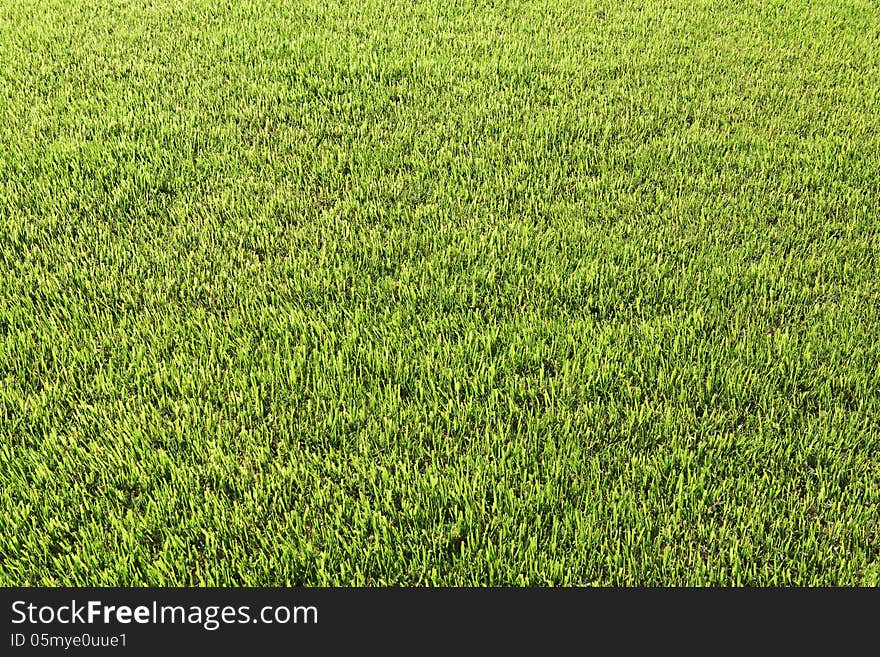 Fresh green grass background with bright sun light