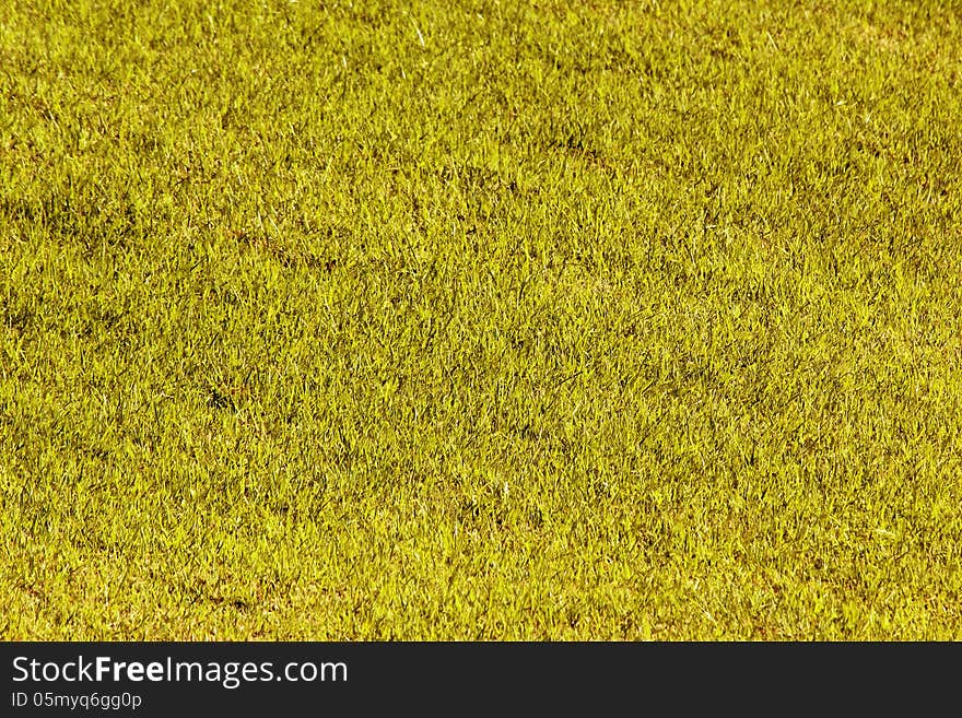 Yellow grass