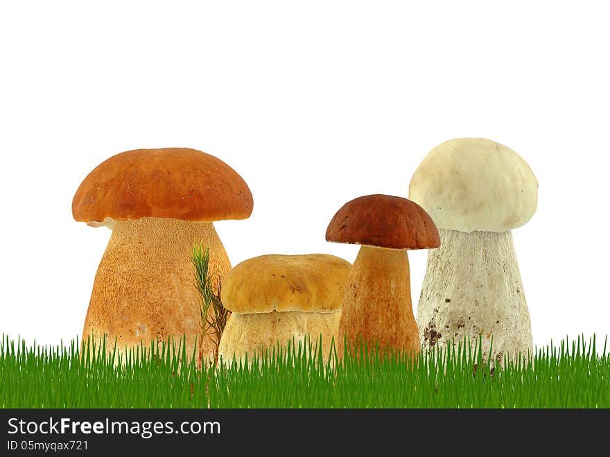 Mushrooms in the grass