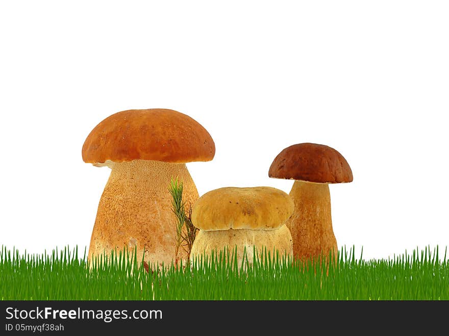 Mushrooms in the grass