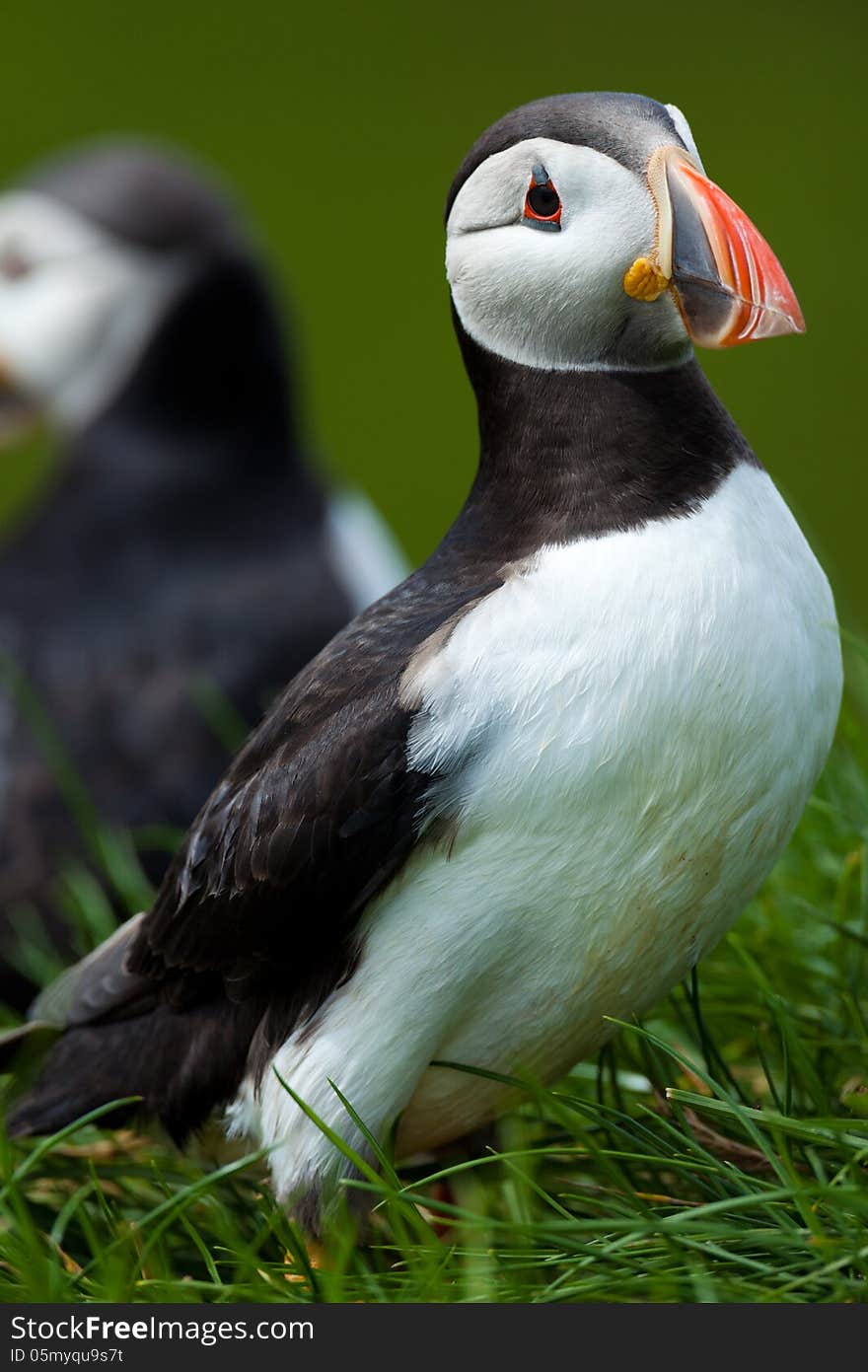 Atlantic puffin in grass, Iceland