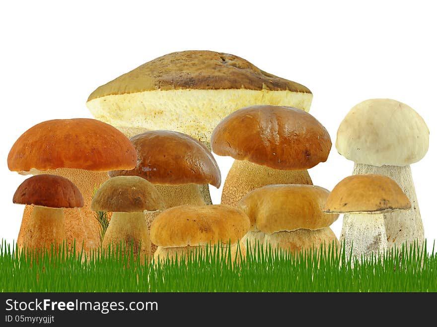 Mushrooms In The Grass