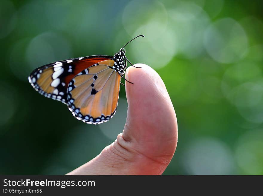 Beautiful butterfly