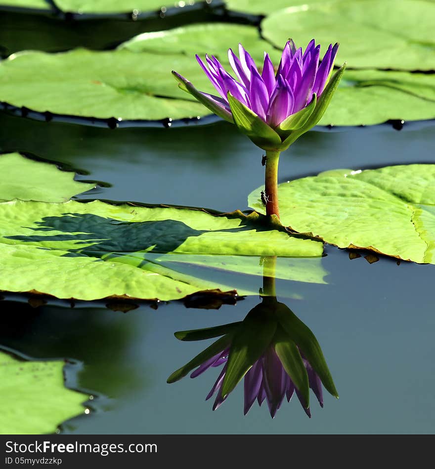 Beautiful lotus flower with reflection