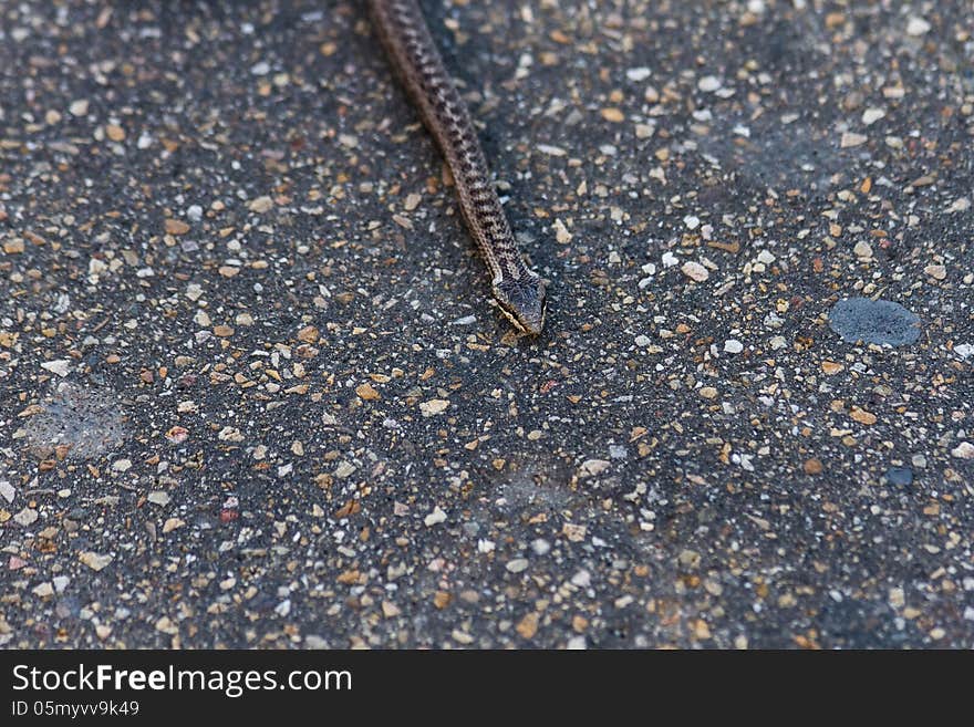 Young snake detail crawling on the asphalt of a road,. Young snake detail crawling on the asphalt of a road,