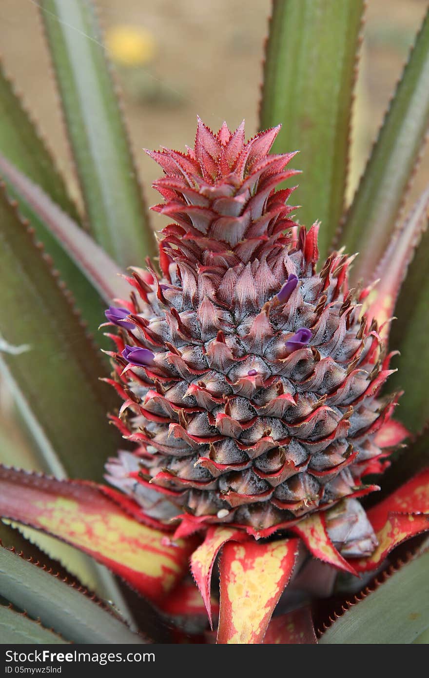 Closeup of growing wild pineapple