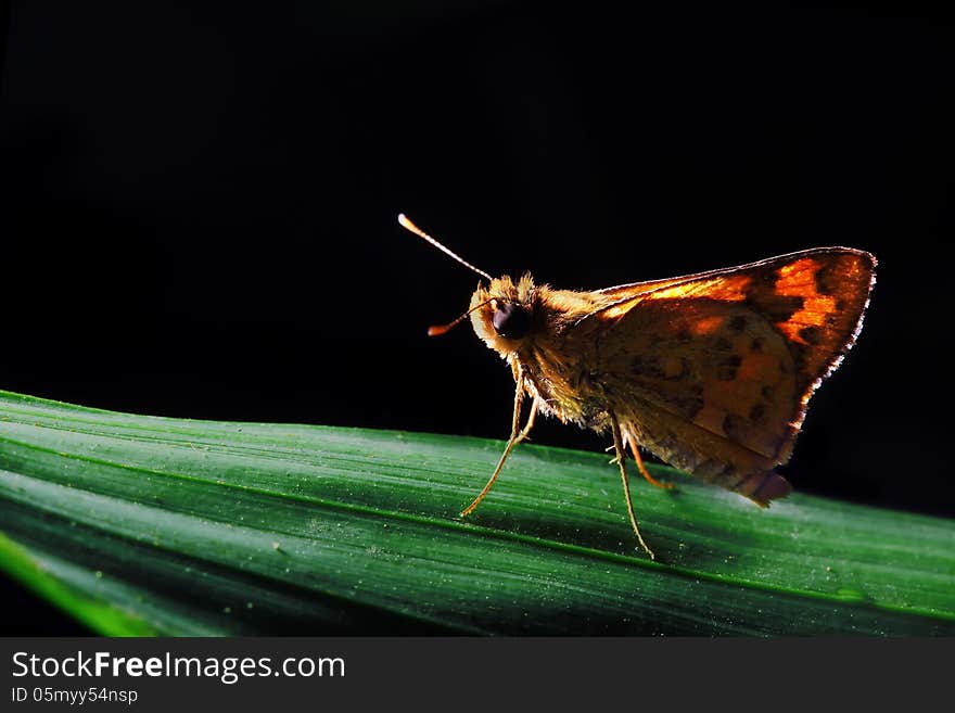 Beautiful Butterfly