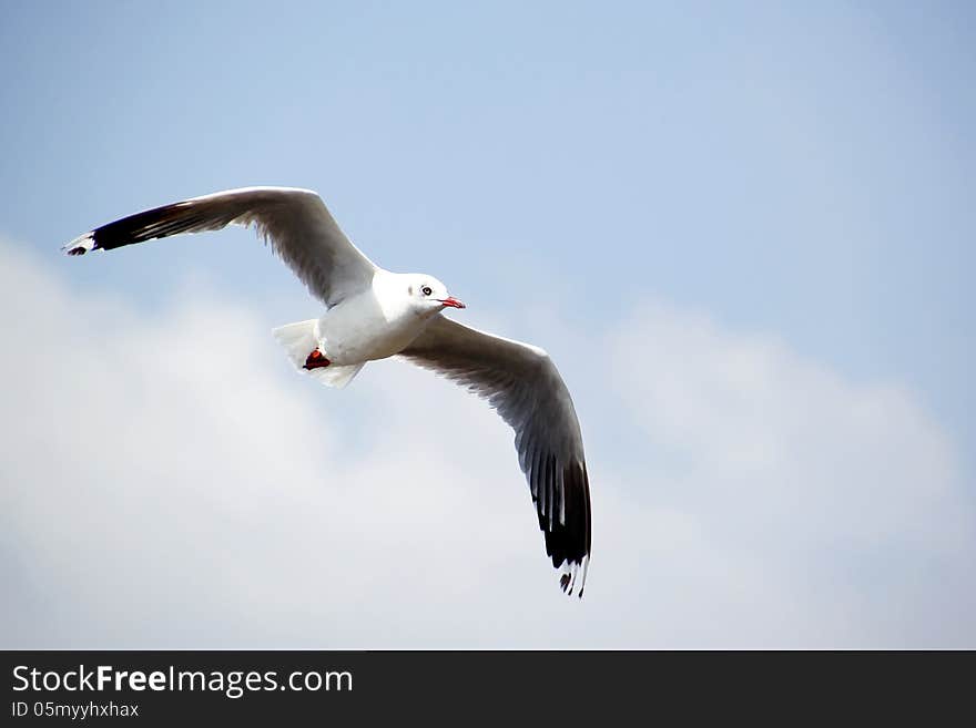 Seagull Flying Against the Beautiful Sky