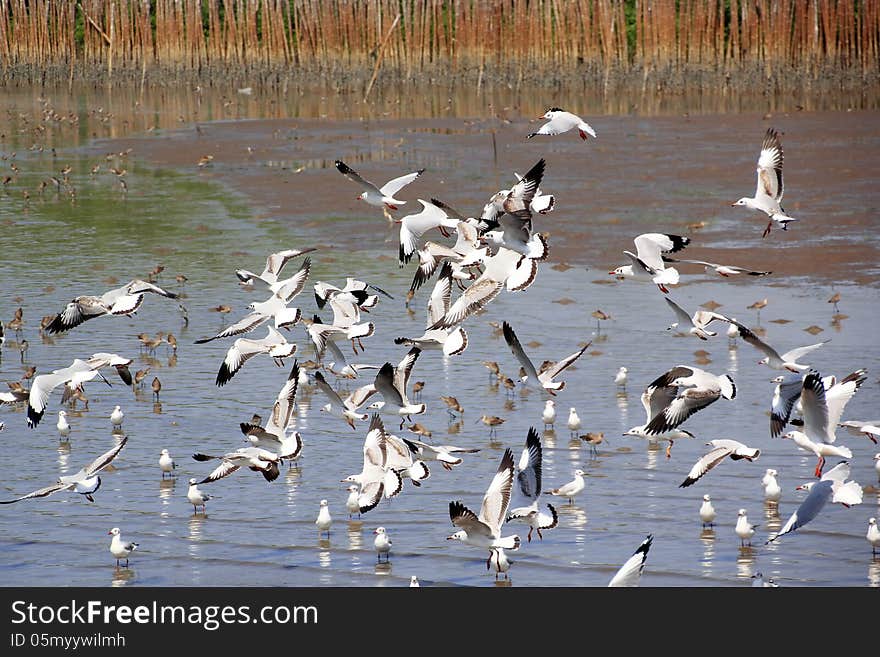 Group of Seagulls Flying over the sea