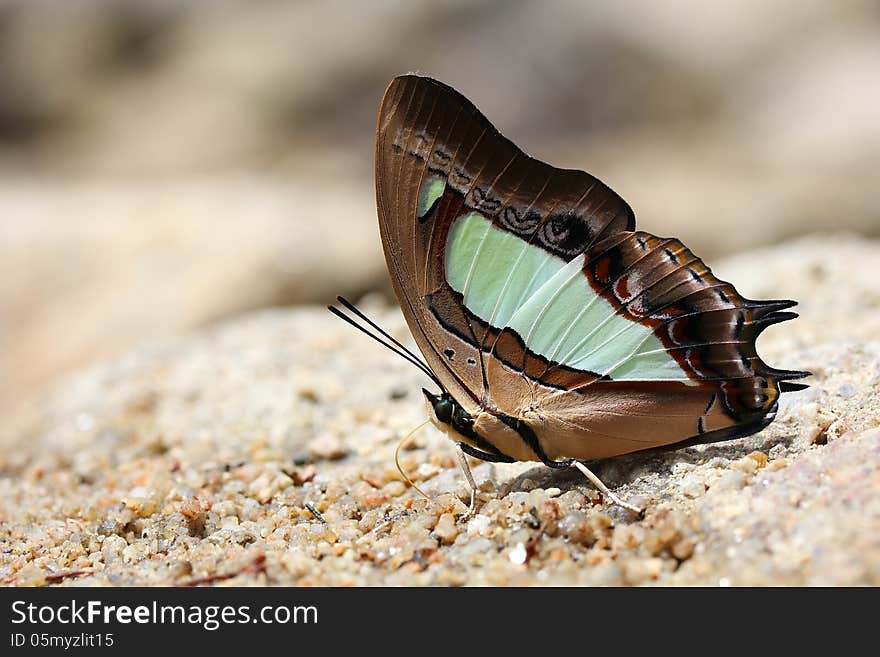 Beautiful butterfly