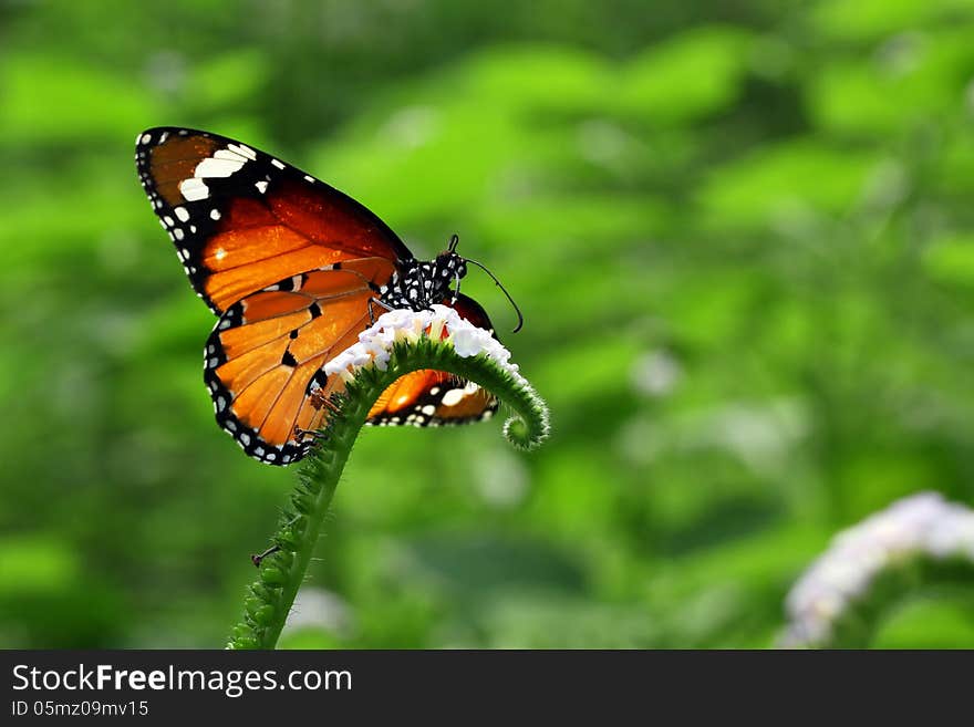 Beautiful butterfly