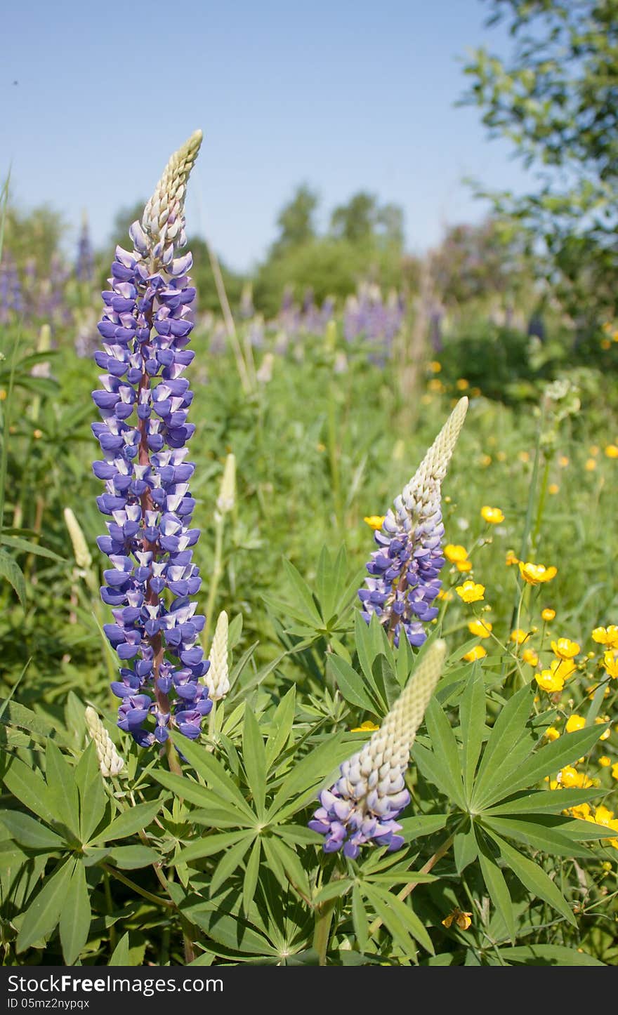 Lupine flowers