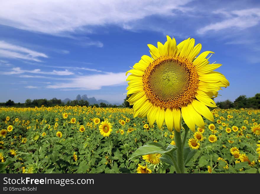 Beautiful Sun flower in the field. Beautiful Sun flower in the field