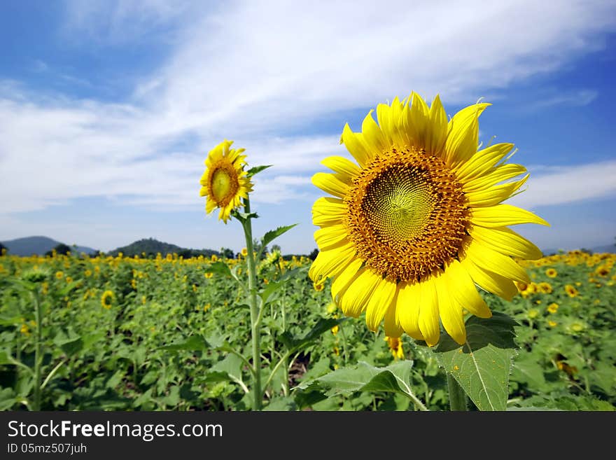 Beautiful Sun flower in the field. Beautiful Sun flower in the field