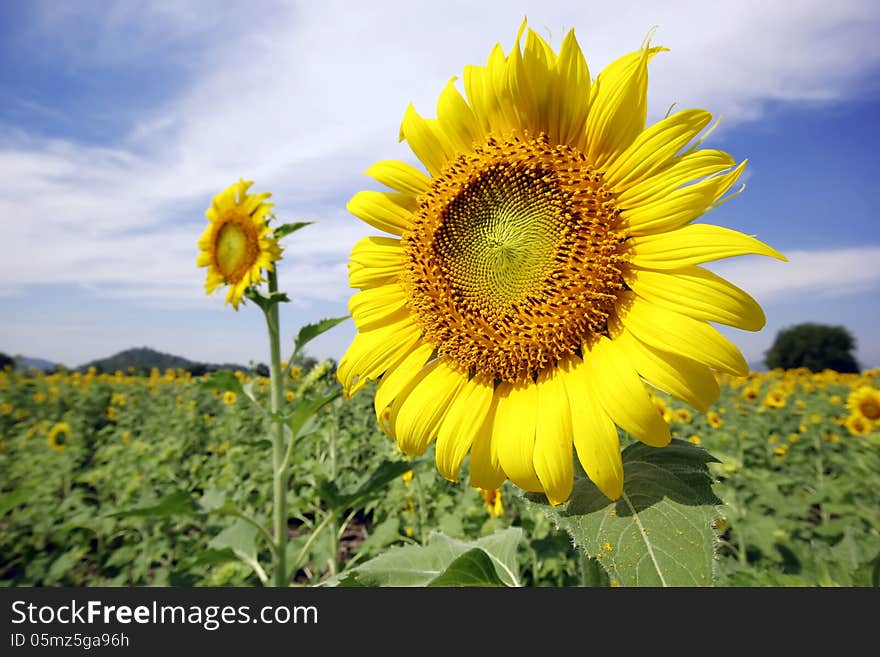 Beautiful Sun flower in the field. Beautiful Sun flower in the field