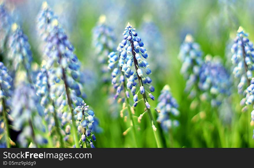 Bluebells (Grape Hyacinth, Muscari armeniacum)