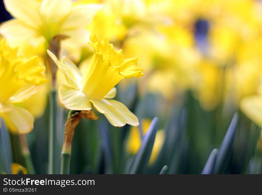 Beautiful flower in the garden