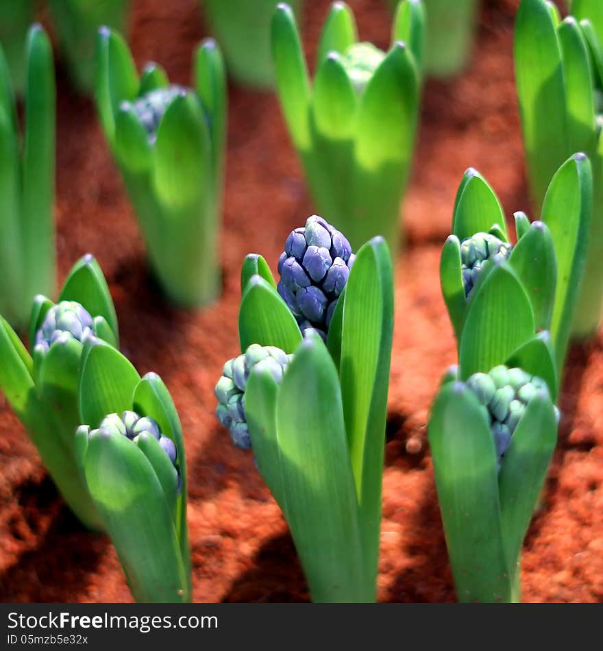 Young plant flower