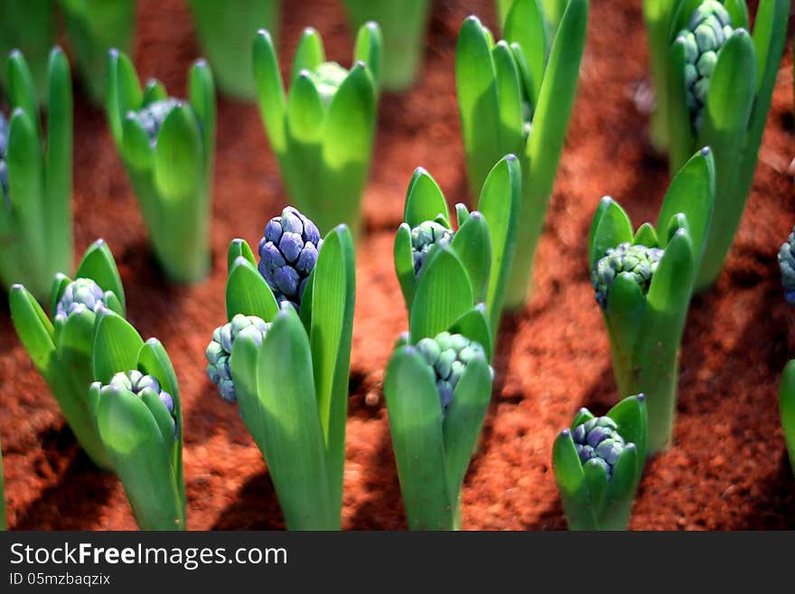 Young plant flower in the flowerpot