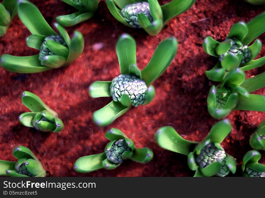 The flower bud in flowerpot