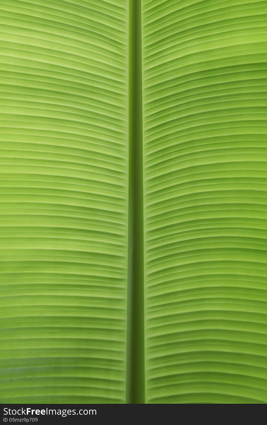 Green banana leaves use for the background. Green banana leaves use for the background