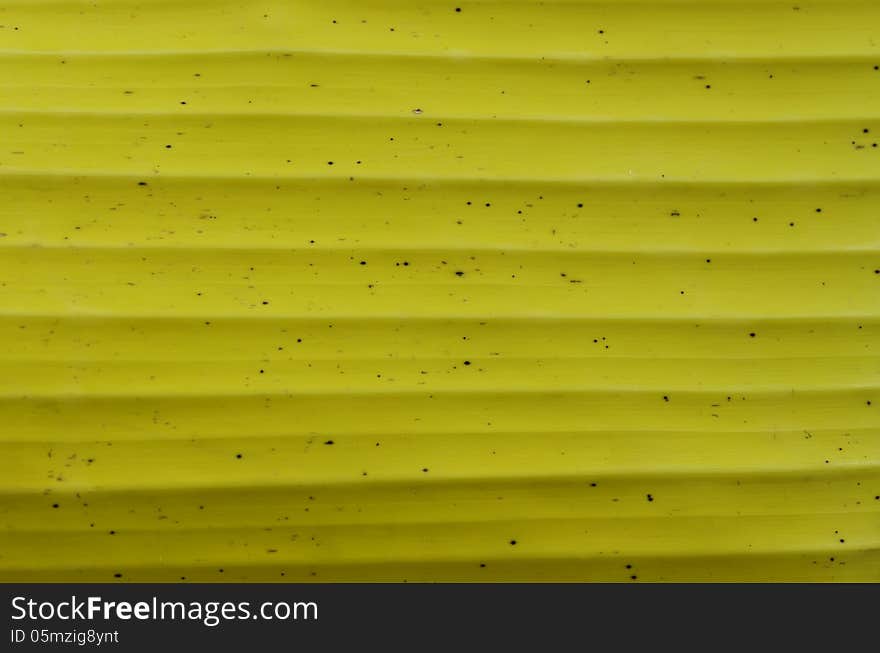 Yellow banana leaves use for the background. Yellow banana leaves use for the background